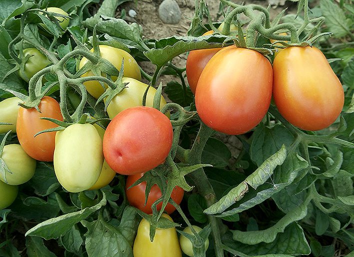 tomates con purín de ortiga