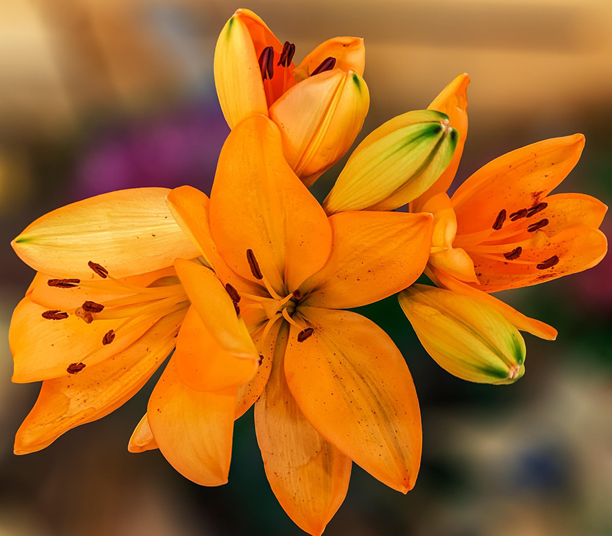 Los lirios naranjas significan entusiasmo y pasión